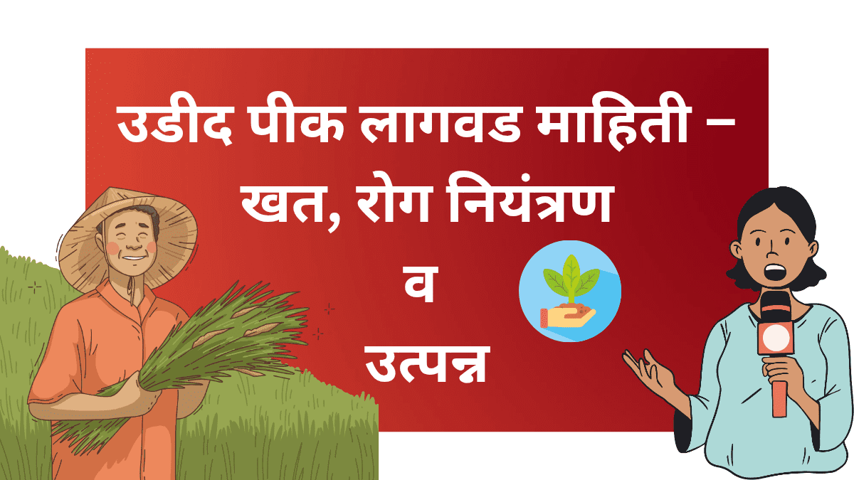 उडीद पिकाची लागवड