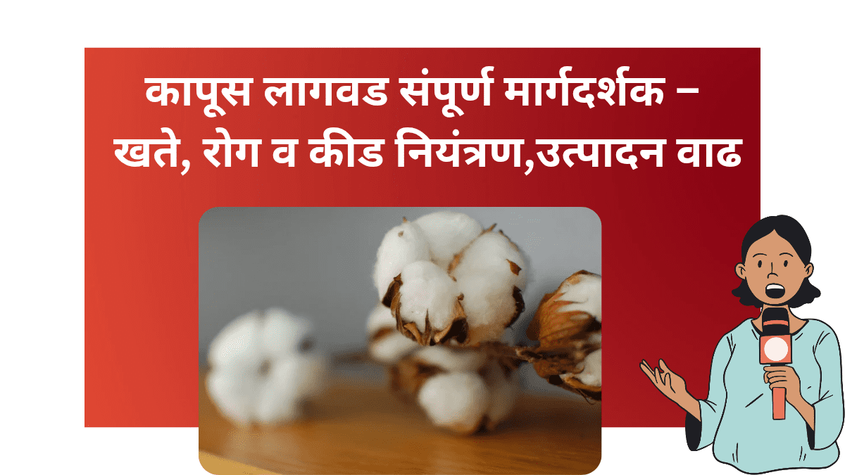 कापूस पिकाची शास्त्रशुद्ध लागवड