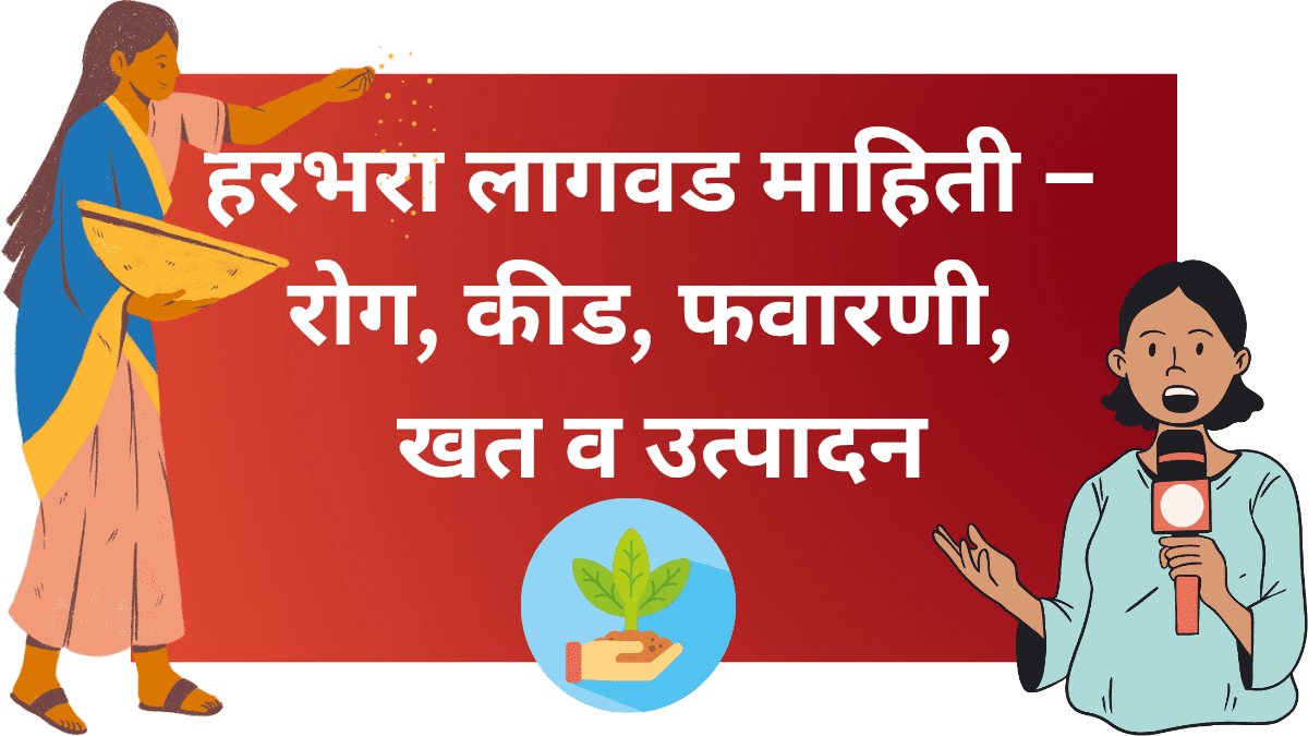 हरभरा पिकाची लागवड, फवारणी व व्यवस्थापन